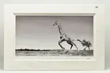 Dance by Anup Shah, print on paper, sold May 2023