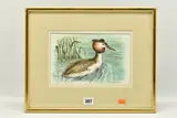 Great crested grebe by Ralph Waterhouse, watercolour on paper, offered May 2023