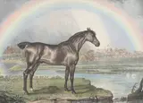 Nonpareil by James Ward, Lithograph with later hand colouring, sold Mar 2023