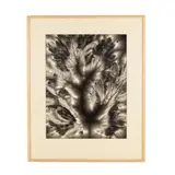 Bleeding Heart , from Metaflora Series by Walter Chappell, Toned gelatin silver print, sold Jan 2026
