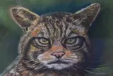 Highland Tiger by Maureen Cook, pastel, sold Jul 2023