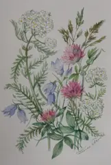 Eight botanical studies by Patience Arnold, watercolour, sold Jul 2023