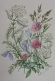 Eight botanical studies by Patience Arnold, watercolour, sold Jul 2023