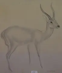 Deer by John Skeaping, pencil and wash, sold Jun 2023