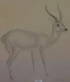 Deer by John Skeaping, pencil and wash, sold Jun 2023