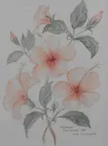 Hibiscus Belvidere by Didi Ritherford, 1991, watercolour, offered May 2023