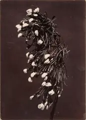 Untitled by Charles Jones, print, offered May 2025