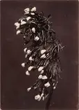 Untitled by Charles Jones, print, offered May 2025