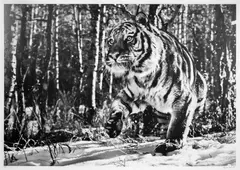Cold Mountain by David Yarrow, print, sold Oct 2024