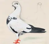 Berlin short-faced tumbler by Charles Frederick Tunnicliffe, Gouache, pencil and pastel, sold Oct 2024