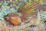 Untitled by Charles Frederick Tunnicliffe, Watercolour and pencil, sold Oct 2024