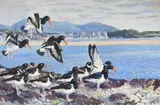 Oystercatchers by Charles Frederick Tunnicliffe, Watercolour, bodycolour and pencil, sold Oct 2024