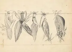 Study for hanging maize by Graham Sutherland, 1948, Pencil, sold Oct 2024