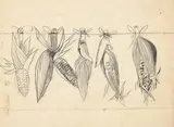 Study for hanging maize by Graham Sutherland, 1948, Pencil, sold Oct 2024