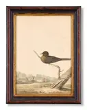 Birds in the devon and cornish environs by William Elford, Watercolour Each, sold Oct 2024