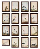 Fifteen birds in the devon and cornish environs by William Elford, Watercolour Each, sold Oct 2024