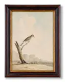 Birds in the devon and cornish environs by William Elford, Watercolour Each, sold Oct 2024