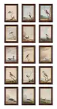 Birds in the devon and cornish environs by William Elford, Watercolour Each, sold Oct 2024