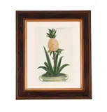 Bromelia ananas by Johann Wilhelm Weinmann, Mezzotint, printed in colour, finished by hand, plate, sold Oct 2024