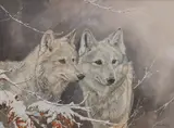 Study of two wolves in snow by Lyndsey Selley, watercolour and gouache, offered Dec 2024