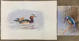 Kingfisher perched on a branch together with a swimming bird study by John Cyril Harrison, watercolor, sold May 2025