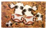 Moo Cows in Autumnal leaves by Caroline Shotton, giclee on canvas, sold May 2025