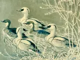 Limited edition by Charles Frederick Tunnicliffe, print, sold Nov 2025