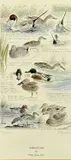 Dabbling Ducks by Philip Snow, print, sold Oct 2025