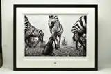 Onward by Anup Shah, print, sold Mar 2023