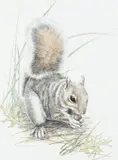 Squirrel with a nut Signed and dated D by Diane Johnson-Ackerman, Watercolour, sold Dec 2022