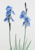 Irises Signed Coral Guest by Coral Guest, Watercolour, sold Dec 2022