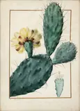 Cactus, figue d'Inde by Pierre-Joseph Redouté, Aquarelle et gouache, sold Nov 2024