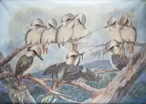 Kookarrubas by Neville Henry Penniston Cayley, Aquarelle signée, sold Mar 2020