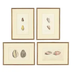 Four Shell Prints by Frederick Polydor Nodder, Hand-colored engravings, sold Jan 2026