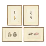 Four Shell Prints by Frederick Polydor Nodder, Hand-colored engravings, sold Jan 2026