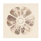 Kaleidoscope by Annette Marsland, Etching in colors on paper, sold Dec 2025