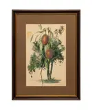 Untitled - Tree with Ganging Fruit - 1948 by Moulton Lee Adams, watercolor on paper, sold Oct 2025