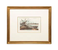 printed and colored by Robert Havell (English by John James Audubon, engraving with aquatint and etching on paper, sold Oct 2025