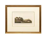 printed and colored by Robert Havell (English by John James Audubon, engraving with aquatint and etching on paper, sold Oct 2025