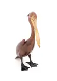 Pelican" - 1999 by Brian Arthur, bronze sculpture, sold Oct 2025