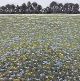 landscape painting ""Field by Thomas Sarrantonio, oil on panel, sold Sep 2023