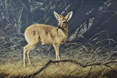 A Duiker by Craig Bone, oil on canvas, offered Mar 2023