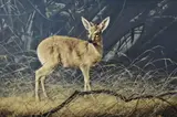 A Duiker by Craig Bone, oil on canvas, offered Mar 2023