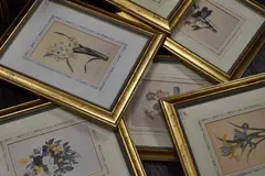 Six 20th century re-prints by Pierre-Joseph Redouté, print (other), offered Jan 2023