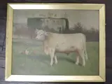 (19th/20th century), an oil painting, Shorthorn bull, initialled and dated 1903, 34 x 44cm, by John Cage, 1903, oil, sold Oct 2022