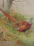 Pheasant by F G Passmore, watercolour, offered May 2022