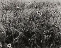 Untitled by Herb Quick, Silver gelatin print, printed later, image size, offered May 2025