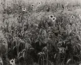 Untitled by Herb Quick, Silver gelatin print, printed later, image size, offered May 2025