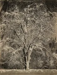 Untitled by Ansel Adams, print, offered May 2025