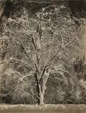 Untitled by Ansel Adams, print, offered May 2025